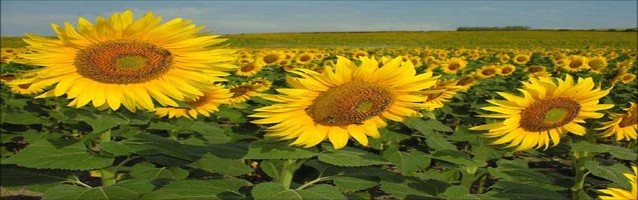 Uno de cada tres dólares que entró por exportación llegó por la soja y el girasol