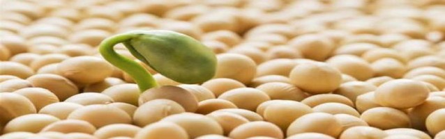 Por ahora, en el supermercado del mundo sólo tenemos la góndola de la soja